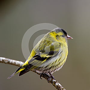 Siskin male (Carduelis spinus)