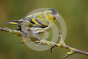Siskin in spring plumage