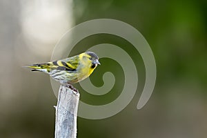 Siskin on top