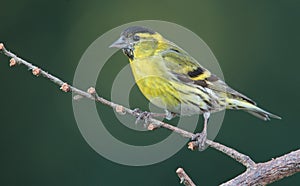 Siskin. photo