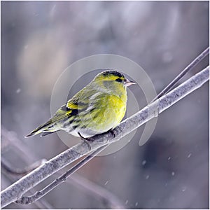 Siskin in winter