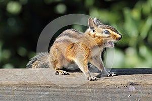 Siskiyou chipmunk (Neotamias siskiyou)