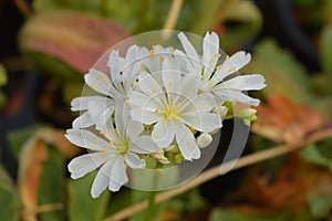 Siskiyou lewisia