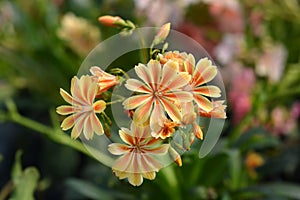 Siskiyou lewisia