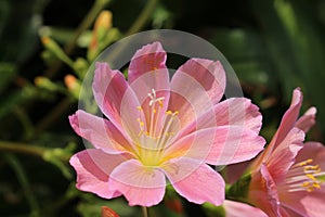 `Siskiyou Lewisia` flower - Lewisia Cotyledon