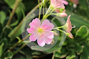 `Siskiyou Lewisia` flower - Lewisia Cotyledon