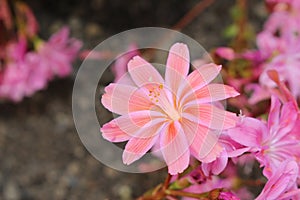 Siskiyou Lewisia flowers - Lewisia Cotyledon