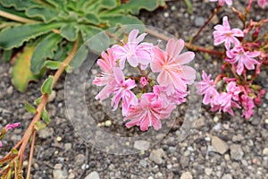 Siskiyou Lewisia flowers - Lewisia Cotyledon