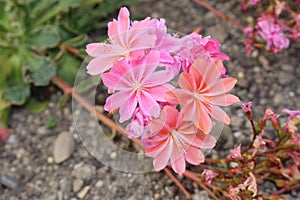 Siskiyou Lewisia flowers - Lewisia Cotyledon photo