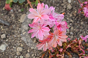 Siskiyou Lewisia flowers - Lewisia Cotyledon photo