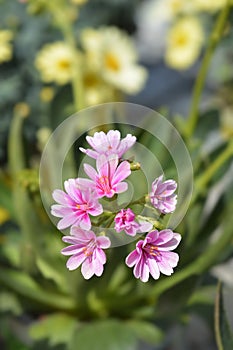 Siskiyou lewisia Mountain Dreams