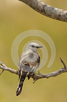 Sissor-tailed flycatcher