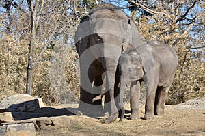 Sister elephants