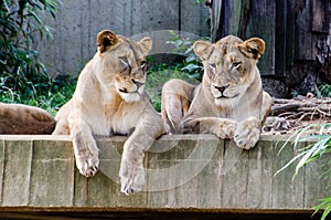 Sister Lionesses Washington Zoo photo