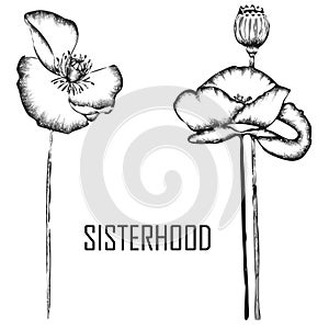 Sisterhood word on white background with two black hand drawn poppies on either side