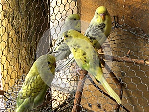 Sisters and brothers Budgies