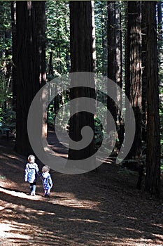 Sisters travel and hikes in Giant redwoods forest New Zealand photo