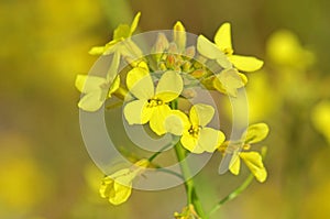 Sisymbrium flower in yellow bokeh background