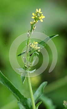 Sisymbrium officinale grows in nature