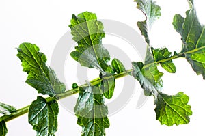 Sisymbrium officinale