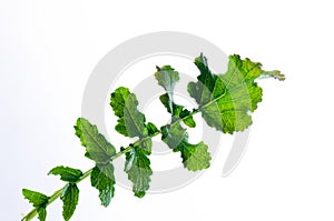 Sisymbrium officinale