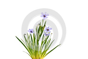 Sisyrinchium Devon Skies, Blue-Eyed Grass