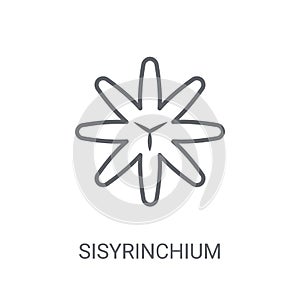 Sisyrinchium icon. Trendy Sisyrinchium logo concept on white bac