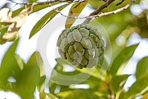 Sitafal. custard apple on branch