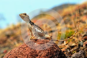 Sitana sp closeup while enjoying the sunlight, Satara, Maharashtra, India