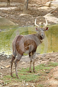Sitatunga