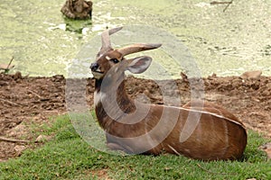 Sitatunga