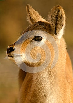 Sitatunga