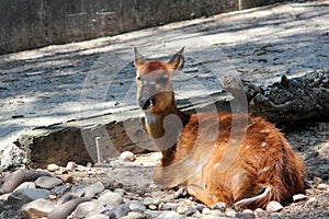 Sitatunga