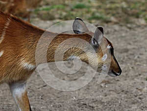 Sitatunga