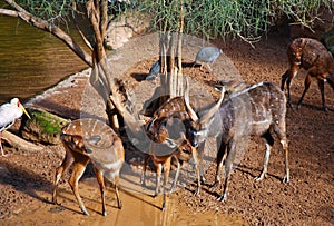 Sitatunga Antelope