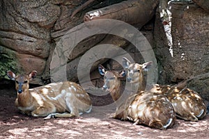 Sitatunga Antelope