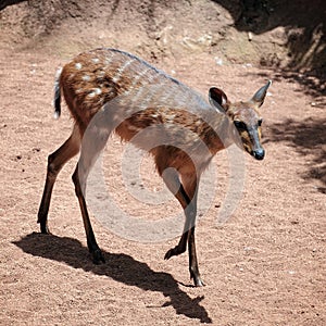 Sitatunga Antelope