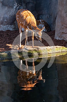 Sitatunga Antelope at the Bioparc in Valencia Spain on February 26, 2019