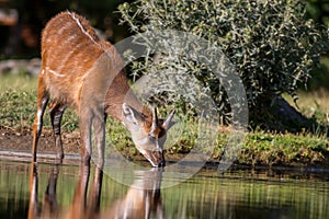 Sitatunga antelope drinking from a pond