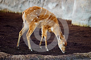 The sitatunga or antelope found throughout central Africa