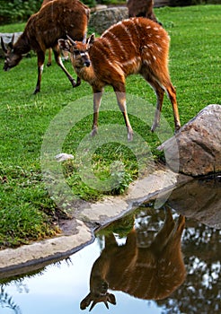 Sitatunga Antelope is reflected in the water pond.