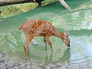 sitatunga antelope in the water