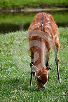 Sitatunga Bushbuck Animal in the Outdoor