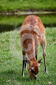 Sitatunga Bushbuck Animal in the Outdoor