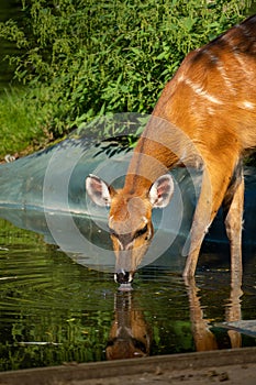 Sitatunga doe drinking water from the pond