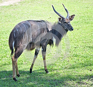 Sitatunga on grass