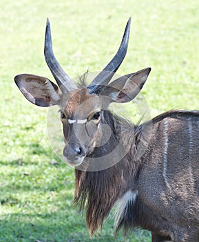 Sitatunga on grass