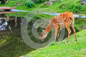 Sitatunga lat. Tragelaphus spekii is a species of forest antelope. Background with selective focus