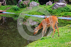 Sitatunga lat. Tragelaphus spekii is a species of forest antelope. Background with selective focus