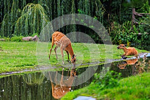 Sitatunga lat. Tragelaphus spekii is a species of forest antelope. Background with selective focus
